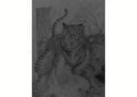 Pencil Illustration - Pencil Tiger - Pencil